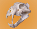 Lion Skullie R