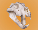 Lion Skullie R