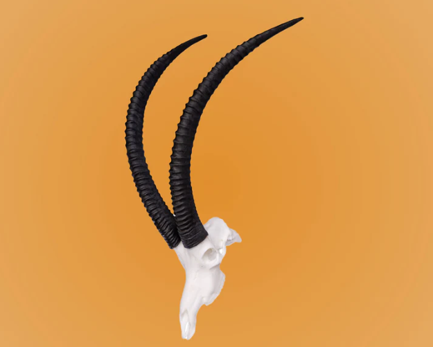 Sable Skullie R