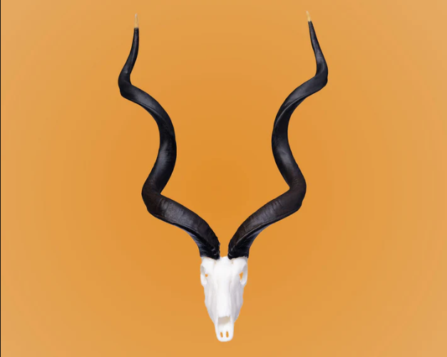 Southern Greater Kudu Skullie R