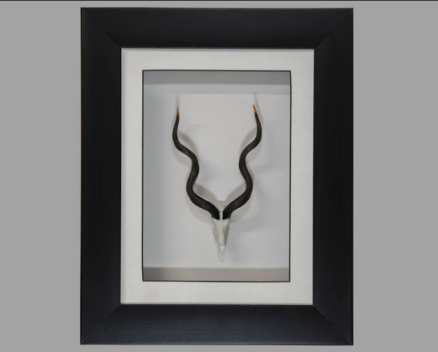 Framed Kudu Skullie