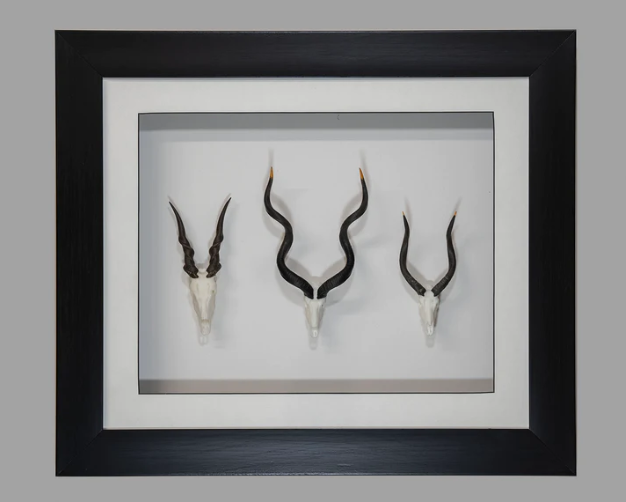 Framed Spiral Skullies