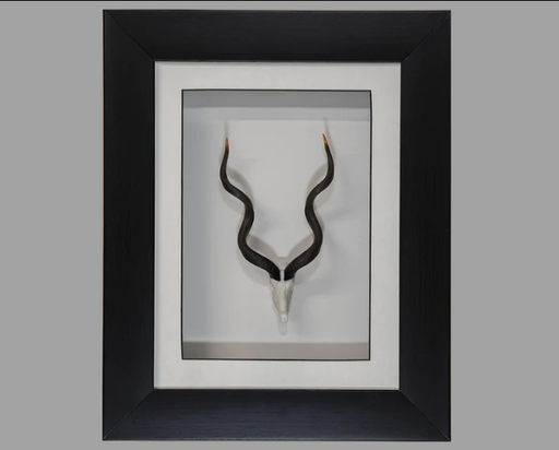 [SFRKU] Framed Kudu Skullie