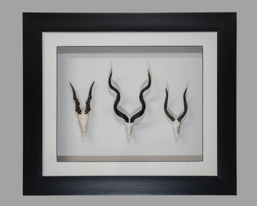 [SFRSST] Framed Spiral Skullies
